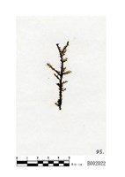 藏品(毛尖卷柏苔)的圖片